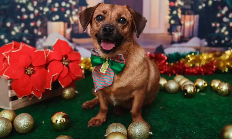 Ensaio natal pet vale